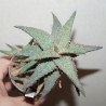Aloe сортовое Raspberry - детка
