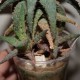 Aloe Raspberry