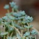  Sedum dasyphyllum
