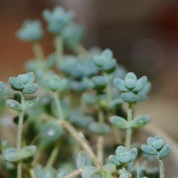  Sedum dasyphyllum
