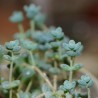 Sedum dasyphyllum
