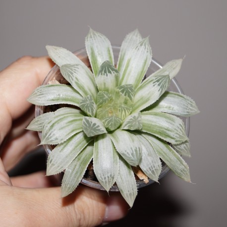 Haworthia cooperi variegata