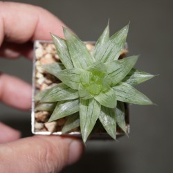 Haworthia Marble cooperi variegata