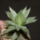 Haworthia Marble cooperi variegata