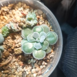 Echeveria pulvinata 'Frosty'