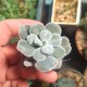 Echeveria pulvinata 'Frosty'