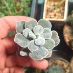Echeveria pulvinata 'Frosty'