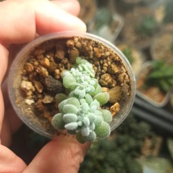 Echeveria pulvinata Frosty cristata