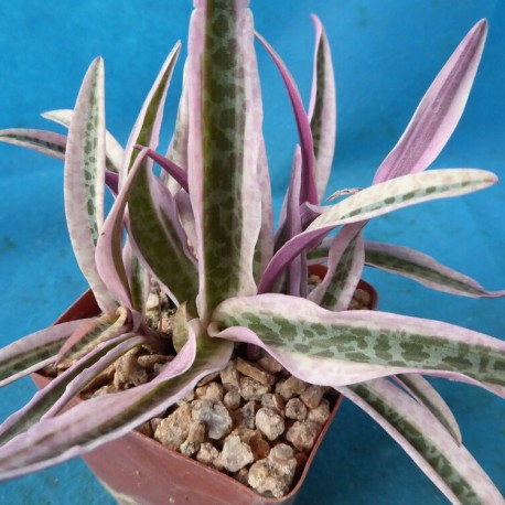 Ledebouria (Scilla) socialis variegata