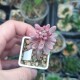 Sedum rubrotinctum Aurora 2