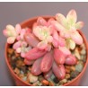 Sedum rubrotinctum Aurora