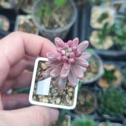 Sedum rubrotinctum Aurora 2