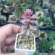 Sedum rubrotinctum Aurora