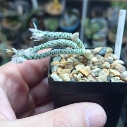 Avonia harveryi