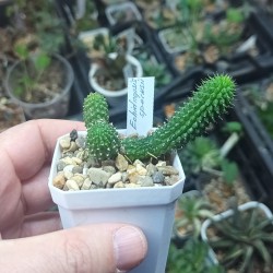 Echidnopsis specksii