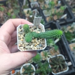 Echidnopsis specksii