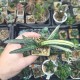 Gasteria ferucossa variegata Индонезия