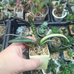 Gasteria ferucossa variegata Индонезия