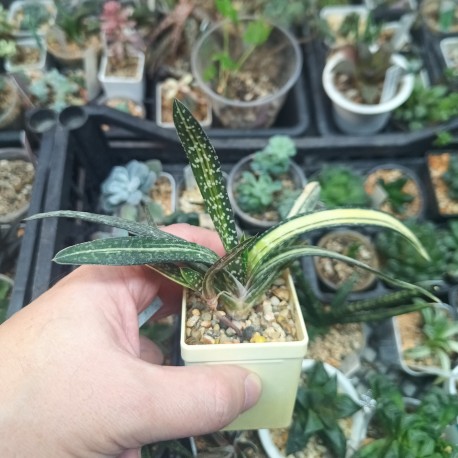 Gasteria ferucossa variegata Индонезия
