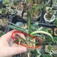 Gasteria ferucossa variegata Индонезия
