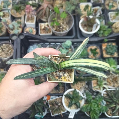 Gasteria ferucossa variegata Индонезия