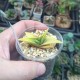 Haworthia limifolia variegata Yellow