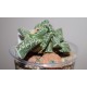 Фаукария - Faucaria tuberculosa