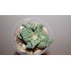 Фаукария - Faucaria tuberculosa