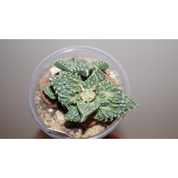 ъ26 Фаукария Faucaria tuberculosa - Галерея