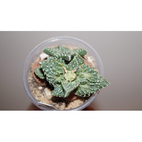 Фаукария - Faucaria tuberculosa