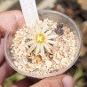 Turbinicarpus klinkerianus El Huizache