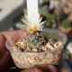 turbinicarpus klinkerianus
