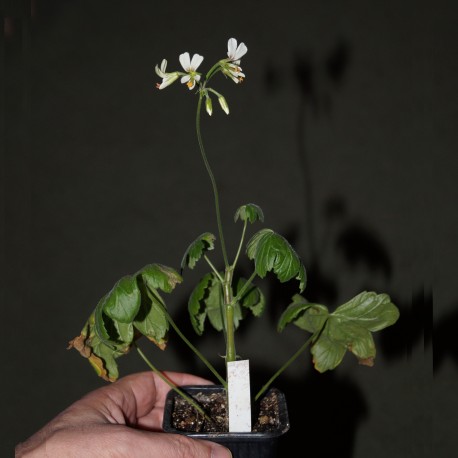 Pelargonium sp, ex Pongola river