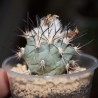 Гимнокактус Gymnocactus gielsdorfianus (Turbinicarpus gielsdorfianus)