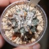 Гимнокактус Gymnocactus gielsdorfianus (Turbinicarpus gielsdorfianus)