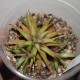 Haworthia angustifolia v liliputana