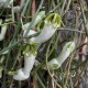 Ceropegia ampliata