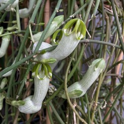 Ceropegia ampliata