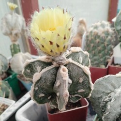 Astrophytum myriostigma Fukuryu Hyozan