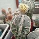 Astrophytum myriostigma Fukuryu Hyozan