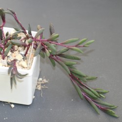 Othonna capensis Ruby necklace