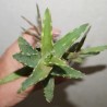 Алоэ культивар Big Warty