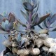 Senecio fulgens