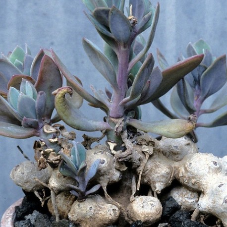 Senecio fulgens