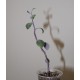 Senecio fulgens