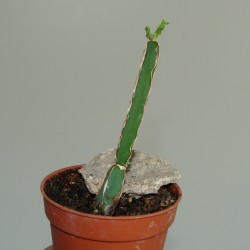 Cissus quadrangularis