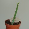 Циссус Cissus quadrangularis