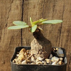 Euphorbia primulifolia v. primulifolia