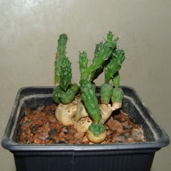 Euphorbia globosa