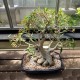 Фикус Ficus cordata